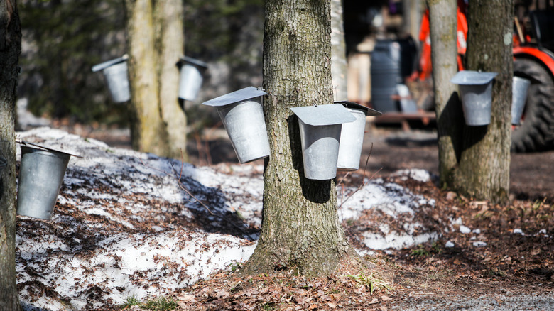 Containers collecting sap attached to maple trees