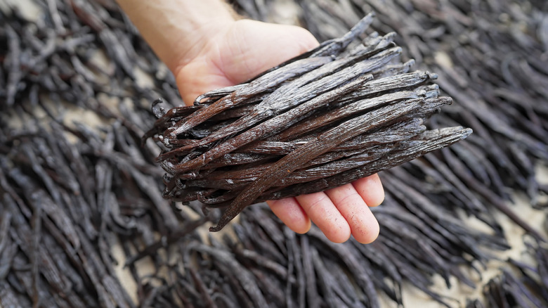 A hand holding a pile of vanilla pods against a background of more pods