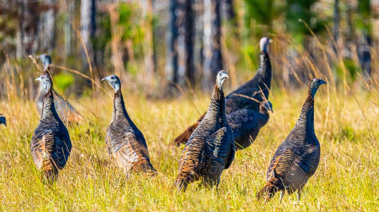 A family of wild turkeys standing in a feild of tall, yellowed grass