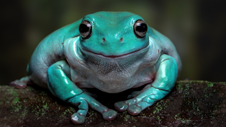Adorable blue-green frog looking like he's smiling at the camera