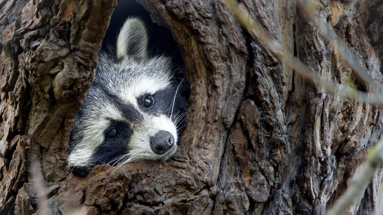Adorable racoon looking out of a hole in a tree
