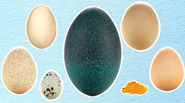 Colorful animal eggs