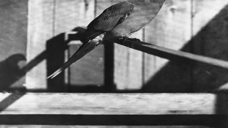 Black-and-white 1912 photo of the last male passenger pigeon