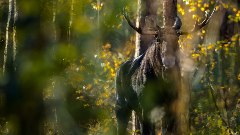 A bull moose standing in a flowery forest