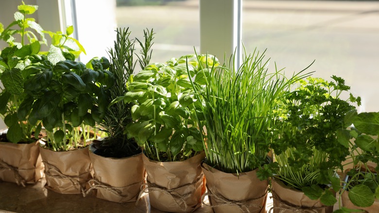 Mint, basil, rosemary, lemongrass, and parsely growing in front of a window.