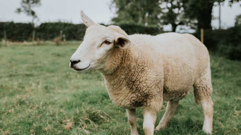 lamb on stake on coals