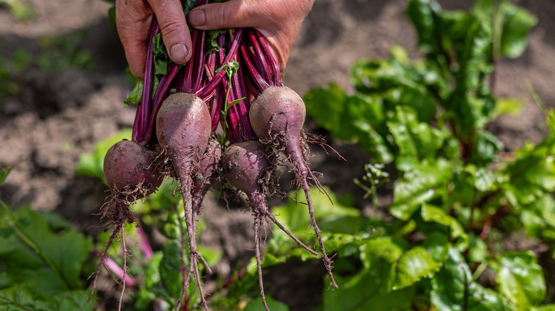 Freshly harvested beets being shown to the camera, showing their leafy tops and root system