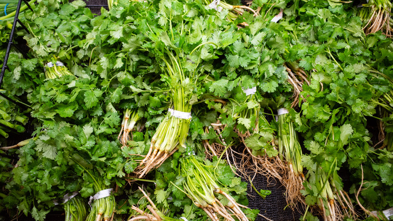 A large collection of bunches of cilantro with the root system still attached