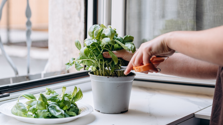 Basil in a pot with the harvested basil placed on a plate next to it