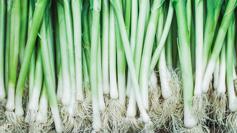 A large collection of green onions with the roots showing at the bottom