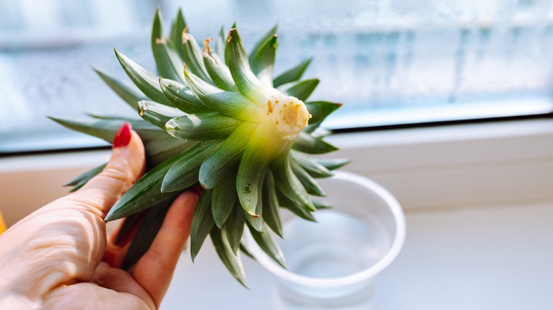 A freshly cut pineapple top ready to be planted