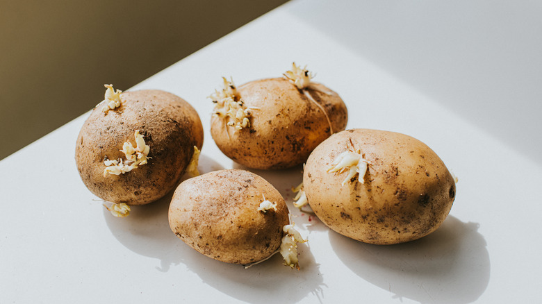 Four potatoes on a table that have sprouted significantly and could be planted.