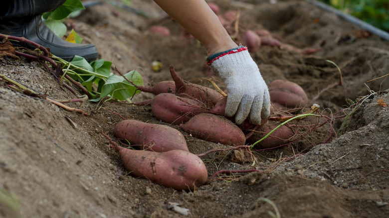Person harvesting sweet potatoes