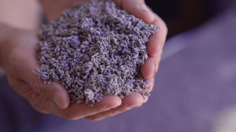 Cupped hands full of lavender buds