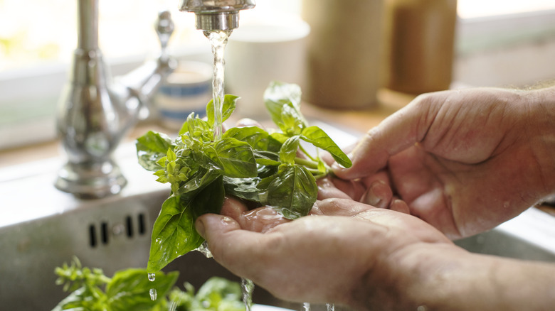 person washing basil under kitchen faucet