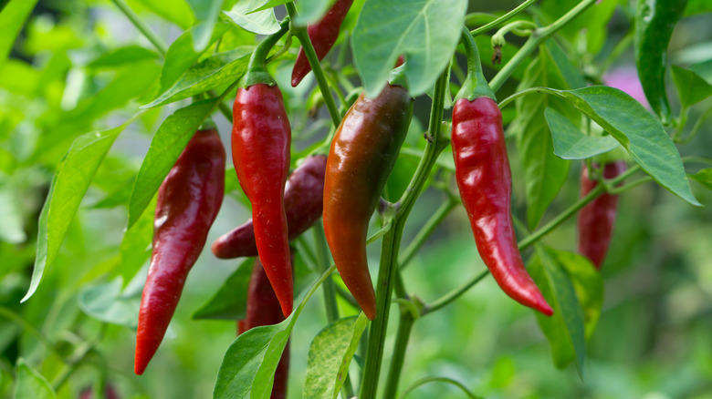 Chiles growing on a bush