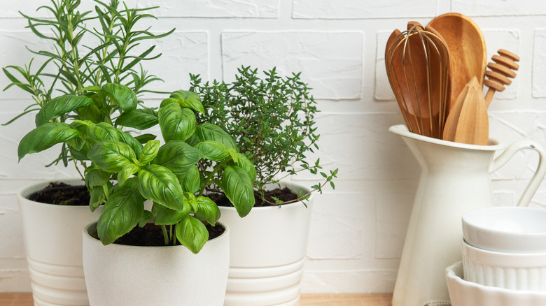Aromatic herbs growing in kitchen