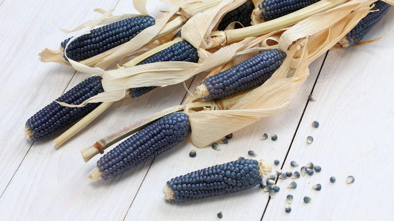blue corn cobs and kernels