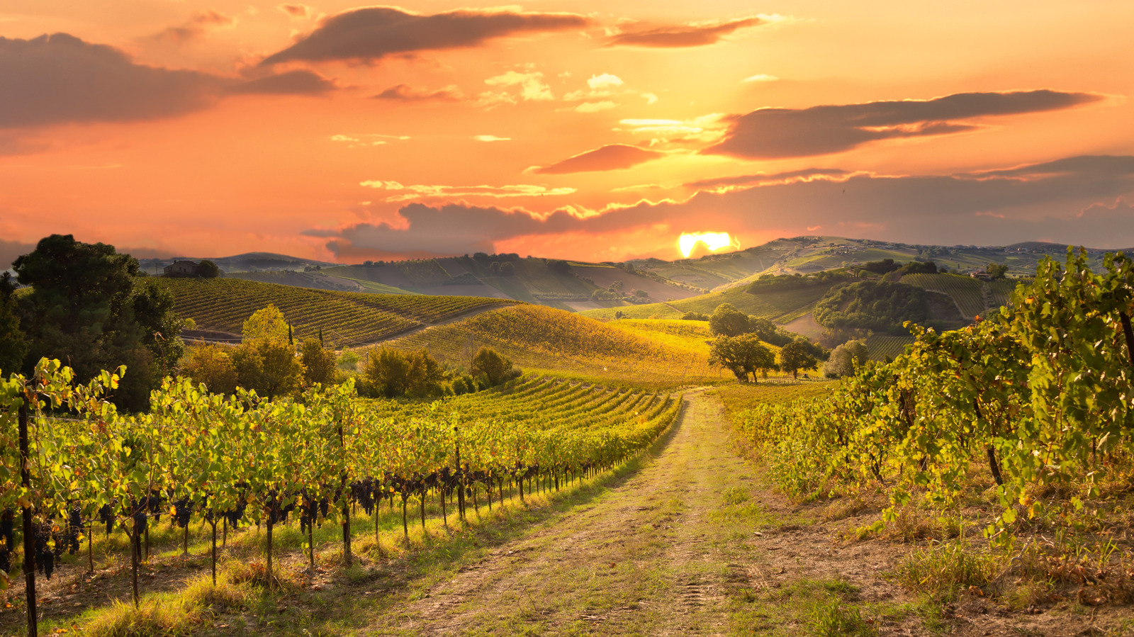 california wine tour vacation packages