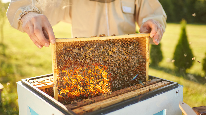 Beekeeper lifting hive