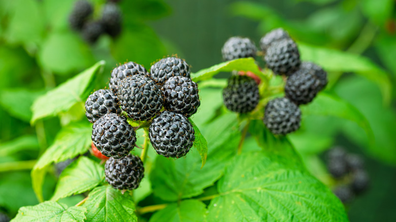 Black raspberries