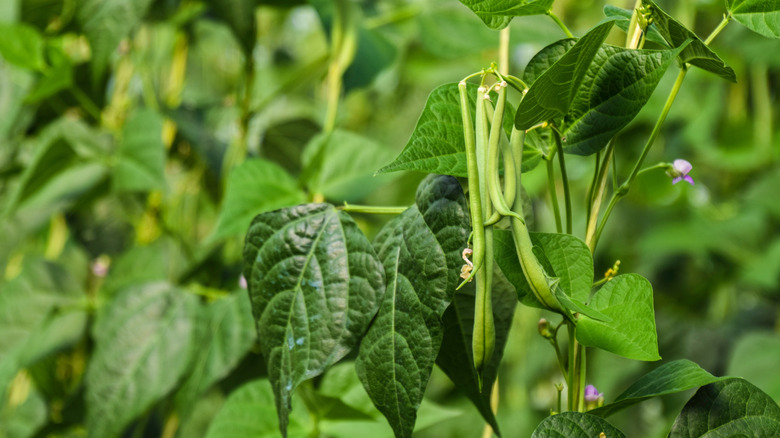 green beans growing in the garden