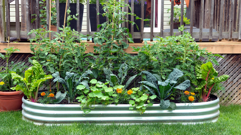 a raised bed vegetable garden