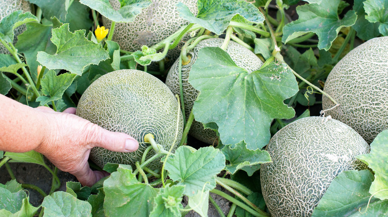 melons growing in the garden