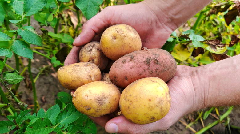 hands holding freshly harvested potatoes in the garden