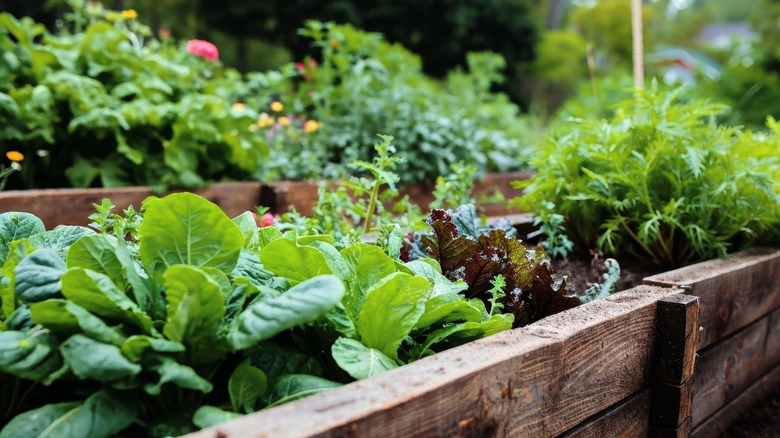 salad greens growing in a raised bed garden