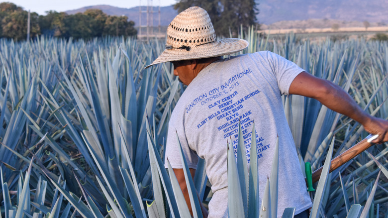A man in a field harvests blue agave.