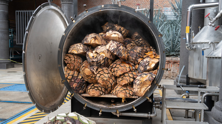 Autoclave oven filled with cooked agave plants.