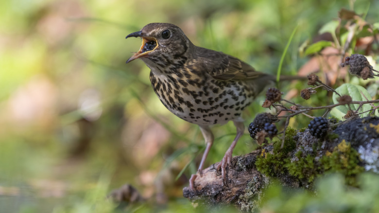 Thrush with an open beak eating a blackberry
