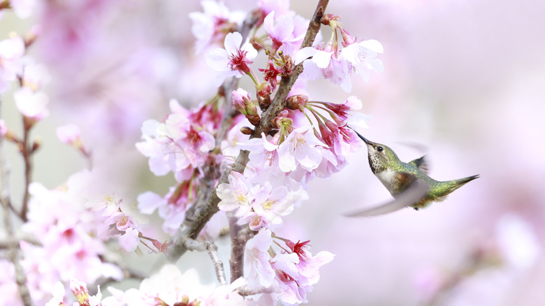 Hummingbird drinking nectar from a cherry blossom