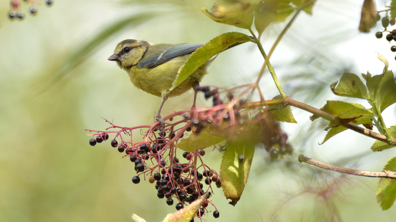 Juvenile Blue Tit perched on a spray of elderberries