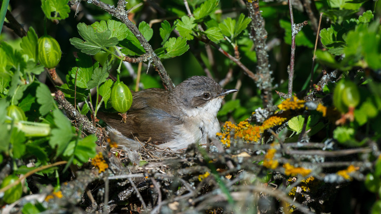 Songbird nested in a gooseberry bush