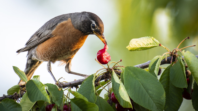 American Robin feeding on a cherry tree