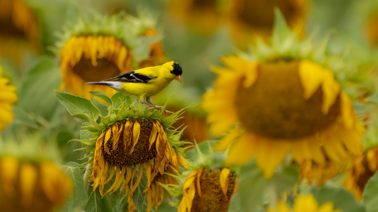 Male Goldfinch perched on a drooping sunflower