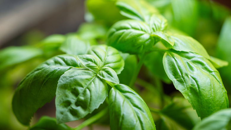Basil plant with leaves