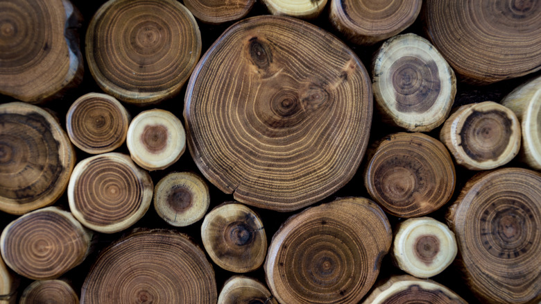 Acacia logs of various sizes stacked atop each other