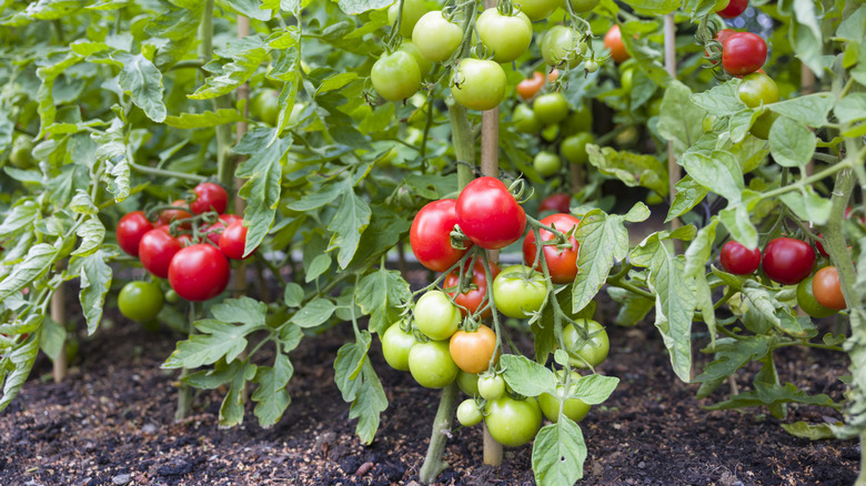 Fruiting tomato plants with red and green tomatoes growing