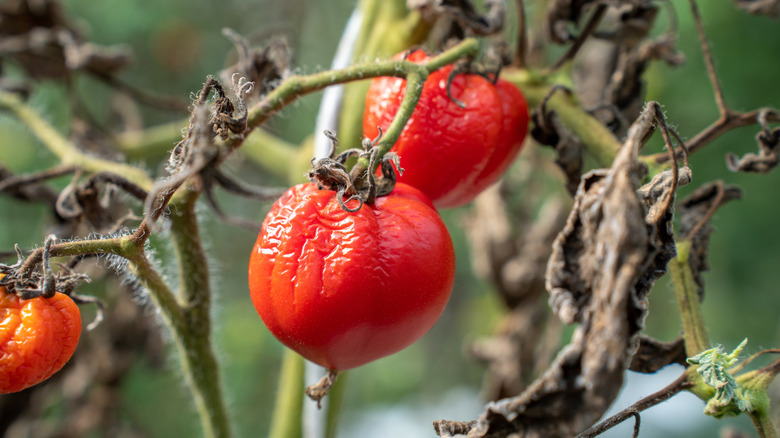 Overly ripe and wrinkly tomato growing on a vine that's drying out
