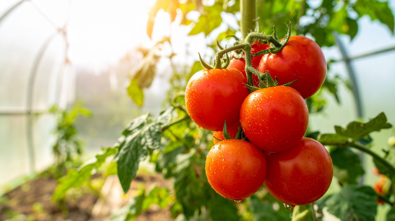 Ripe red tomatoes with droplets of water on them, sun shining in the background