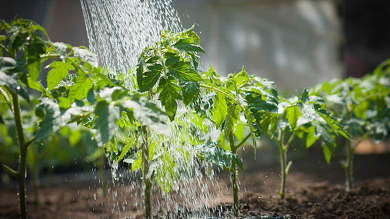 Tomato seedlings being watered overhead