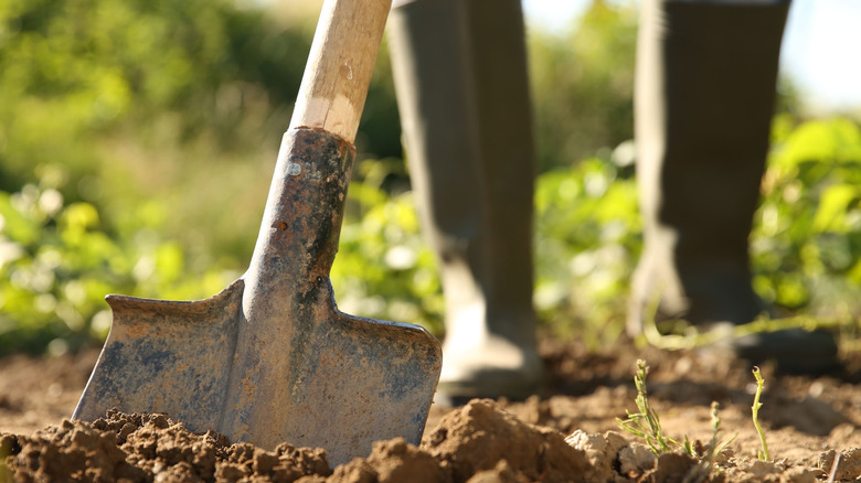 closeup digging in garden with shovel