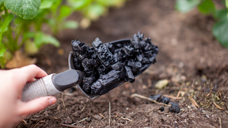 Adding biochar to soil with trowel