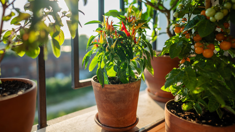 potted chillis and tomatoes growing on window sill