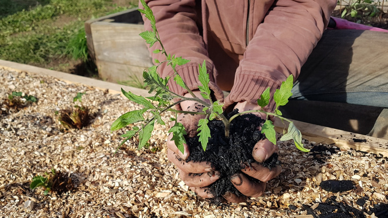 planting tomato seedling in mulch in raised garden