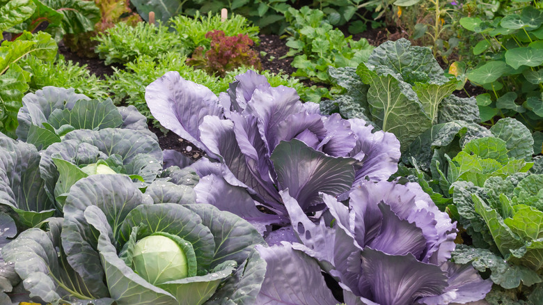 cabbage plants in garden