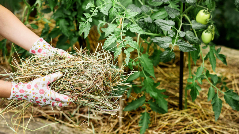 Hands wearing pink flowered gardening gloves, holding pine straw mulch, and placing it around tall tomato plants